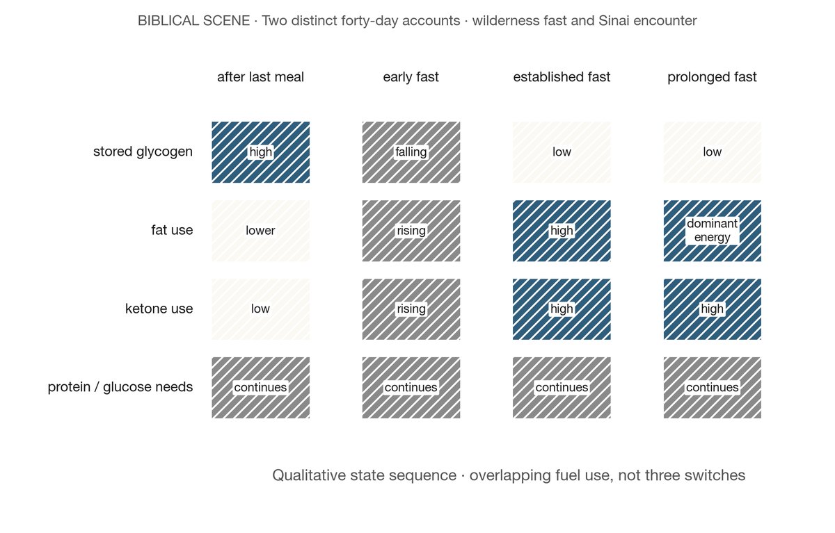 Fuel-use sequence during prolonged fasting: stored glycogen falls first, fat and ketone use rise, and protein continues to supply essential glucose and tissue turnover.
