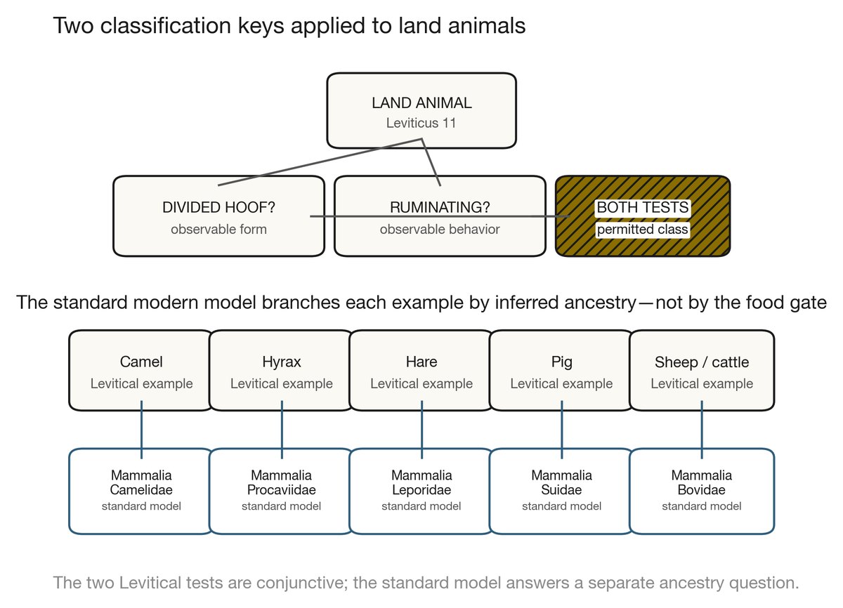 Decision tree for the Leviticus 11 land-animal criteria, followed by the separate branches modern taxonomy uses for the same examples.