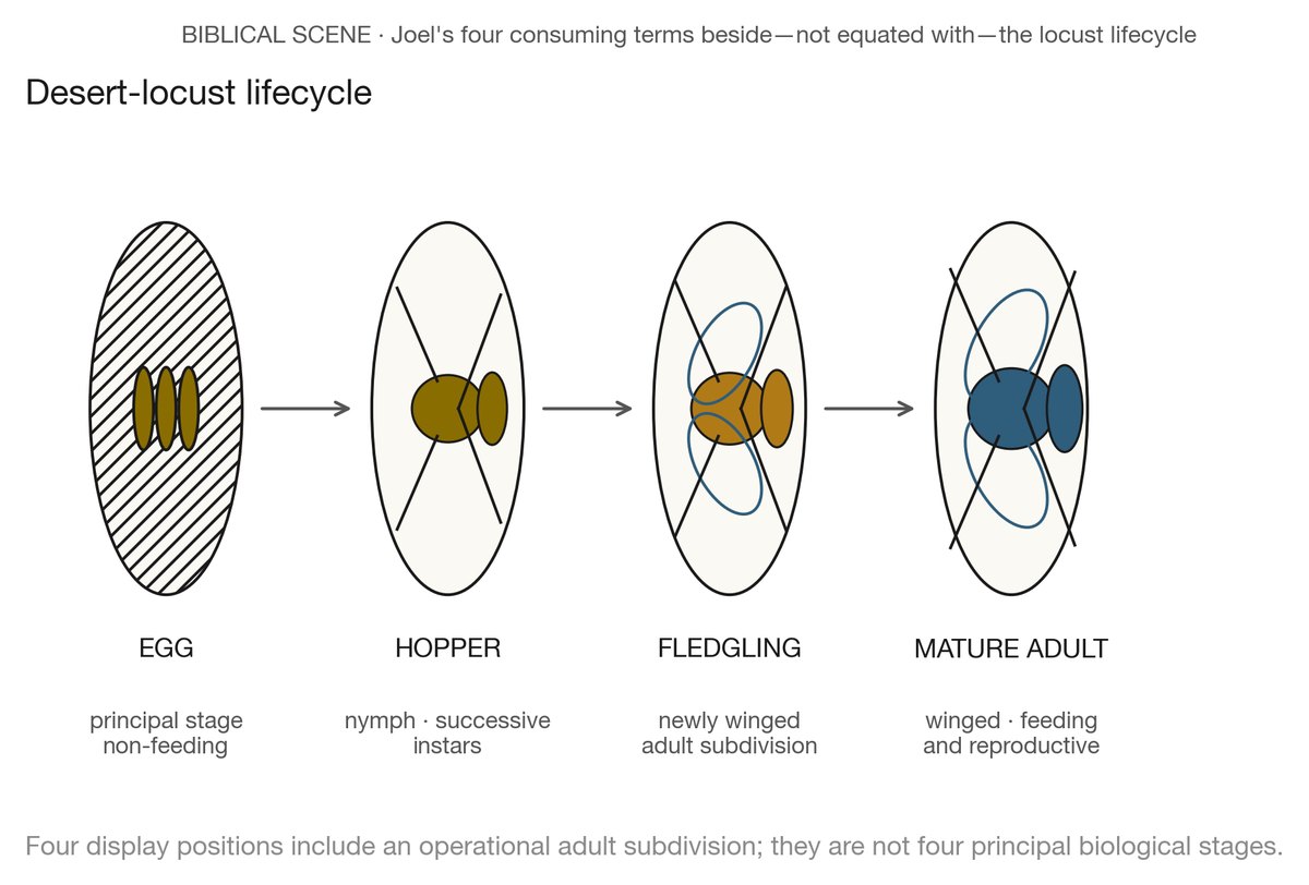 Desert-locust lifecycle showing egg, hopper instars, fledgling, and mature adult; four display positions do not imply four principal biological stages.