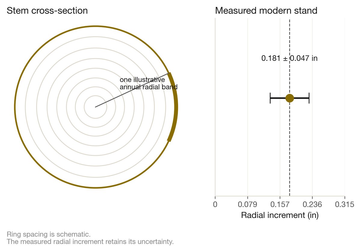 Cross-section of a cedar stem with one illustrative 0.181-inch (4.6-millimeter) radial increment highlighted; growth rings record changing conditions rather than a fixed annual ruler.